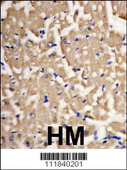 LC3 Antibody (P45)