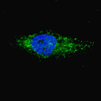 LC3 Antibody (P45)