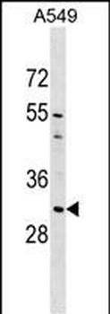 AQP1 Antibody (C-term)