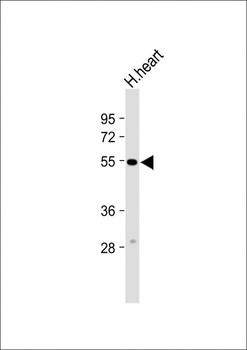 CALCRL Antibody (Center)
