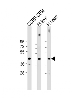 NKX2-5 Antibody (Center)