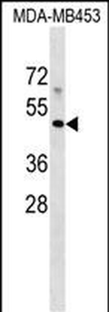 MR1 Antibody (C-term)