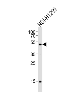 Mouse Stk11 Antibody (C-term)