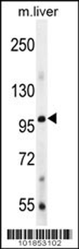 Bmp1 Antibody (C-term)
