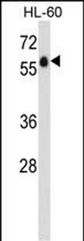 GPR97 Antibody (N-term)