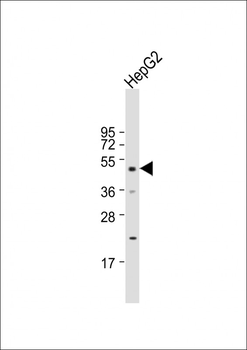 DNAJA2 Antibody (N-term)