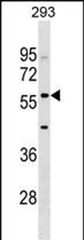IFIT2 Antibody (Center)
