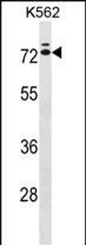 IL23R Antibody (C-term)