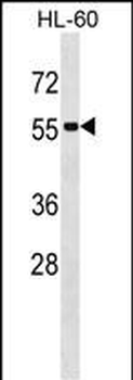 SEPT1 Antibody (N-term)