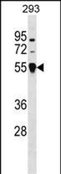 TRIM26 Antibody (N-term)