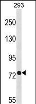 PHEX Antibody (C-term)