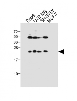 PRL Antibody (Center)