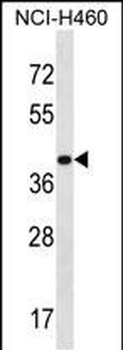 MRPS9 Antibody (C-term)