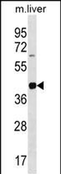 Mouse Lims2 Antibody (C-term)