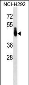 PABPC4L Antibody (C-term)