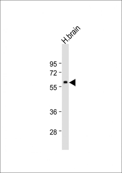 HCRTR2 Antibody (Center)