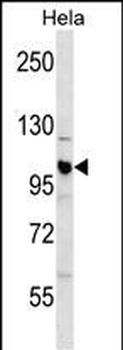 CUL1 Antibody (C-term)