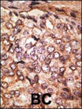 SIGLEC5 Antibody (N-term)
