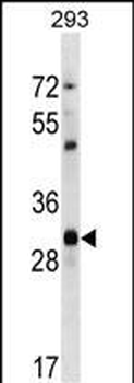Mouse Cdk1 Antibody (C-term)