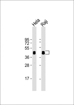 HNRNPD Antibody (N-term)