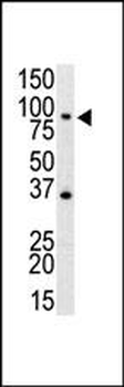 M TLR4 Antibody (N-term)