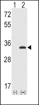 CDC2 Antibody (N-term)