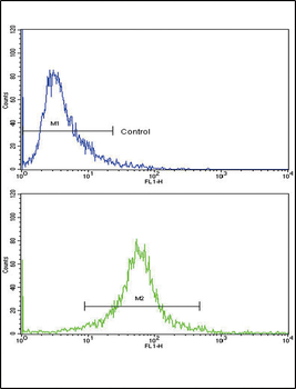 CDC2 Antibody (N-term)