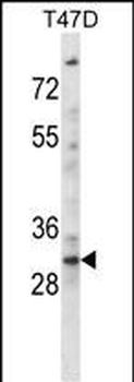 KLF2 Antibody (N-term)