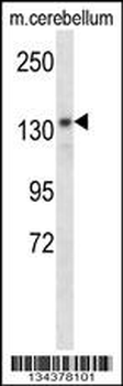 POLG Antibody (C-term)
