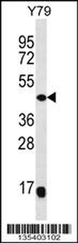 Mouse Map2k4 Antibody (C-term)