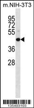 Mouse Map2k4 Antibody (C-term)