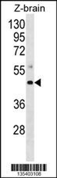 Mouse Map2k4 Antibody (C-term)