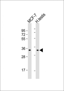 NANOG Antibody (S285)