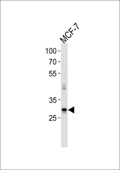 NANOG Antibody (Center)
