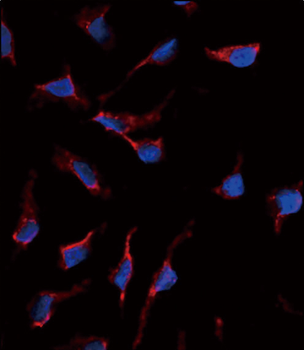 SCF (KITLG) Antibody (C-term)