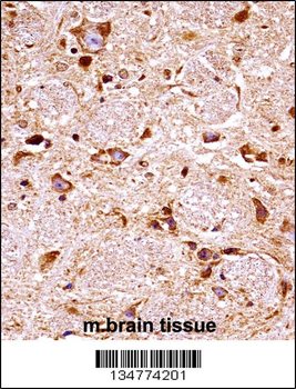 Fgfr3 Antibody (Center)