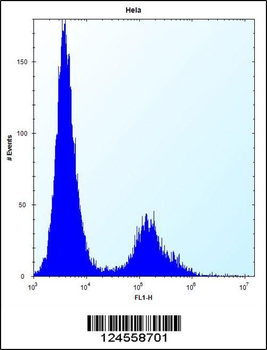 VDR Antibody (Center)
