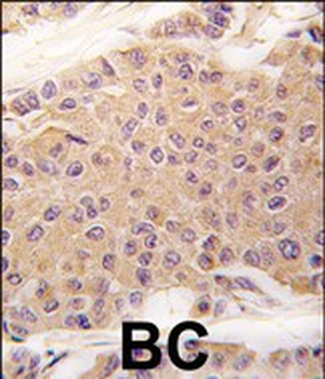 TGF Beta 2 Antibody (C-term)