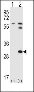 BRDG 1 Antibody (N-term F56)