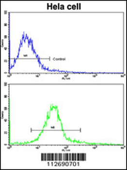 ERAS Antibody (N-term)