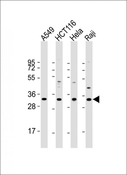 CD274 Antibody (C-term)