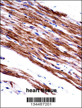MYL9 Antibody (C-term)