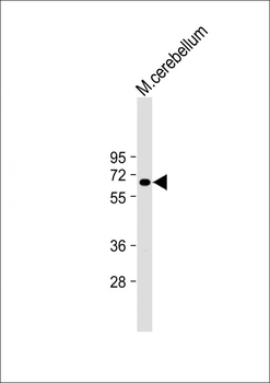 CNOT4 Antibody