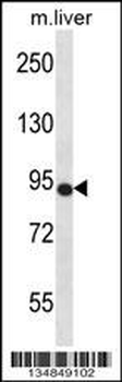 Mouse Ntrk3 Antibody (N-term)