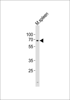 Mouse Clk2 Antibody (N-term)