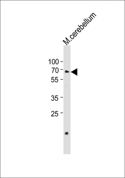 Mouse Clk2 Antibody (N-term)