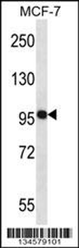 NEDD9 Antibody (Center)