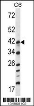 Mouse Map2k3 Antibody (Center)