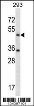 SHMT1 Antibody (N-term)