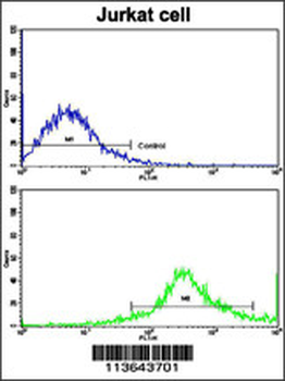 CD8B Antibody (N-term)